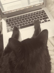 My kitten hard at work on the novel